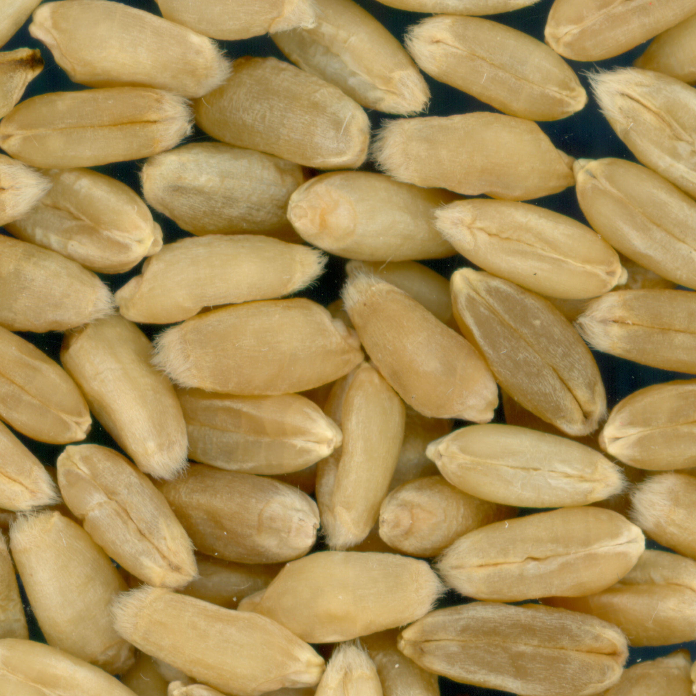 Click for 1 image(s) for this accession. KERNELS